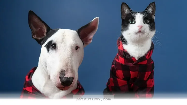 Support 500 Military Pet Families With Essential Needs During 2026