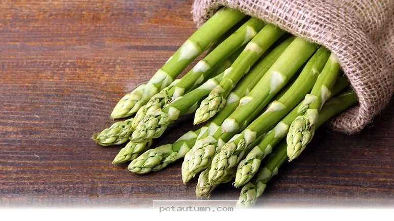 Surprising Health Benefits of Asparagus for Your Dog in 2026