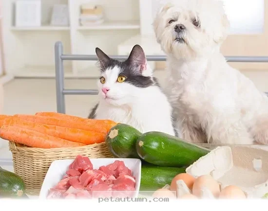 The Best 2026 Guide to Choosing Healthy Meals for Your Beloved Dog