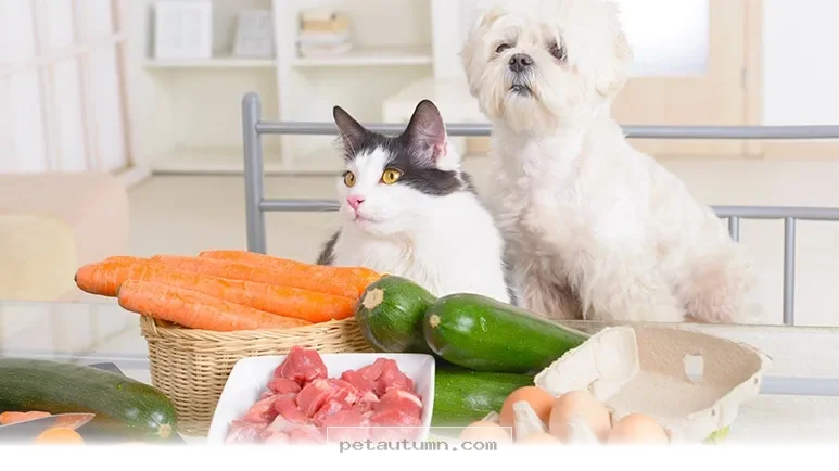 The Best 2026 Guide to Choosing Healthy Meals for Your Beloved Dog