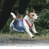 Top 12 Active Dog Breeds to Keep You Moving During Your 2026 Runs