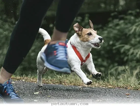 Top 12 Active Dog Breeds to Keep You Moving During Your 2026 Runs