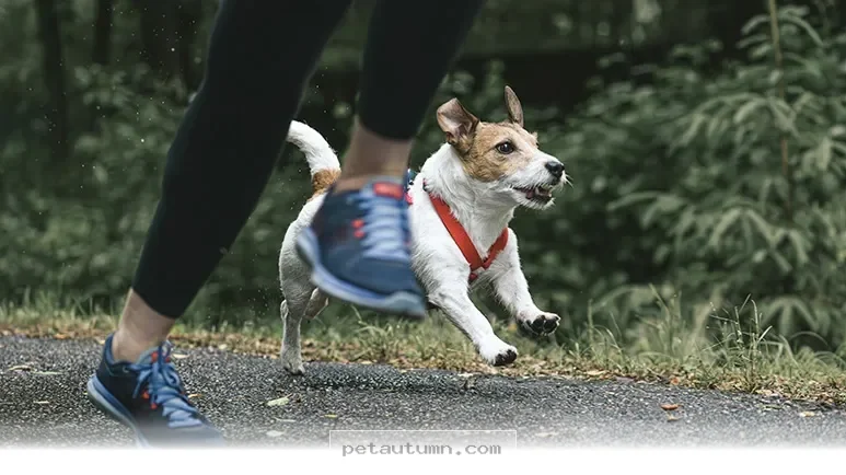 Top 12 Active Dog Breeds to Keep You Moving During Your 2026 Runs