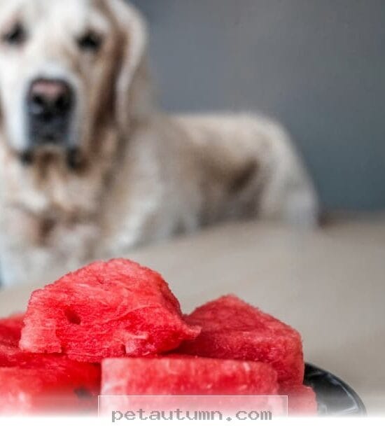Top 5 Benefits and Tips for Feeding Your Dog Watermelon in 2026