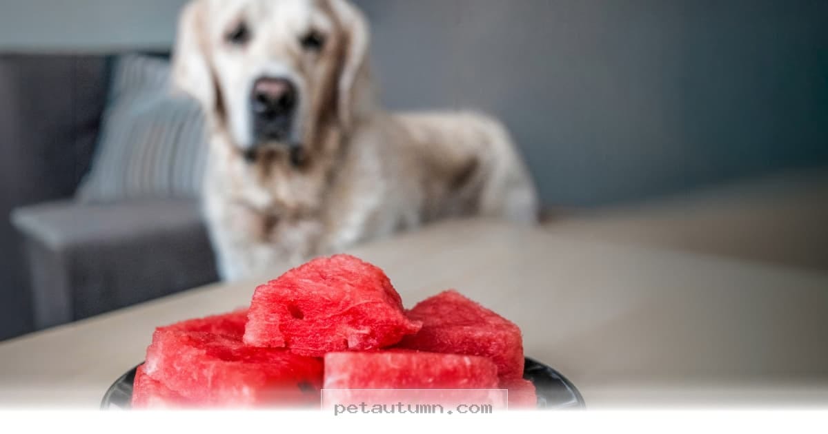 Top 5 Benefits and Tips for Feeding Your Dog Watermelon in 2026