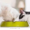 Top 5 Daily Habits to Boost Your Pet’s Long-Term Health in 2026