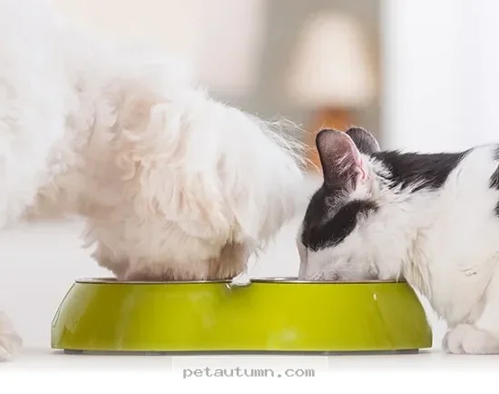 Top 5 Daily Habits to Boost Your Pet’s Long-Term Health in 2026