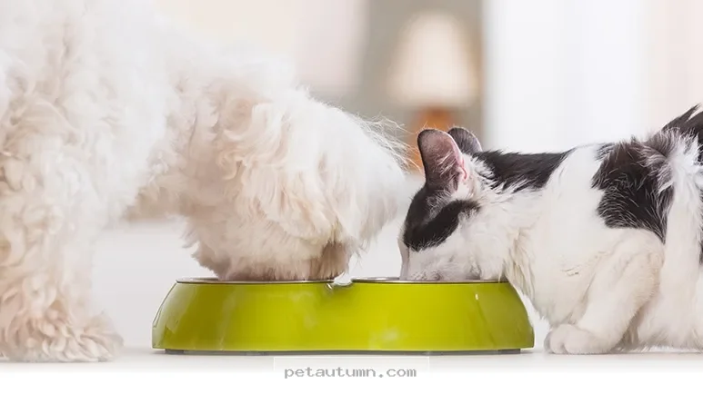 Top 5 Daily Habits to Boost Your Pet’s Long-Term Health in 2026