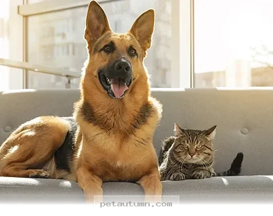 Top 5 Features American Pet Owners Need for Their 2026 Dream Homes