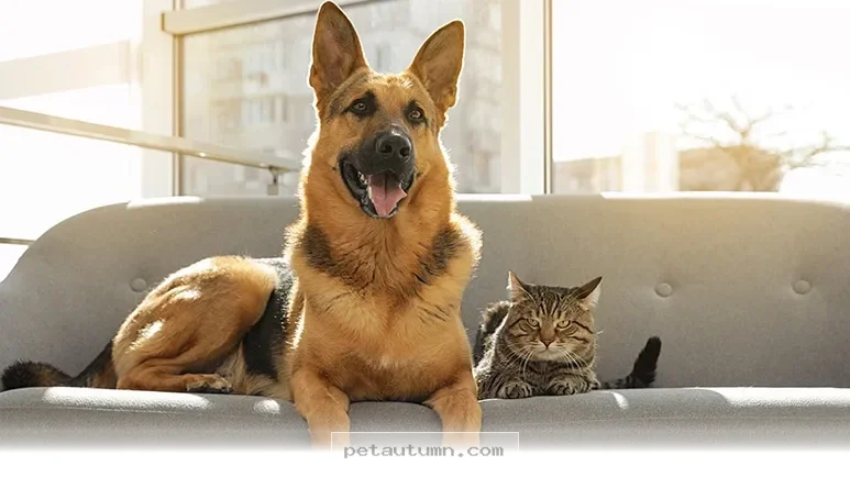 Top 5 Features American Pet Owners Need for Their 2026 Dream Homes