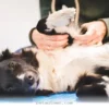 Top 5 Relief Methods for Your Pet’s Stiff Joints in 2026
