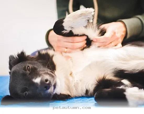 Top 5 Relief Methods for Your Pet’s Stiff Joints in 2026