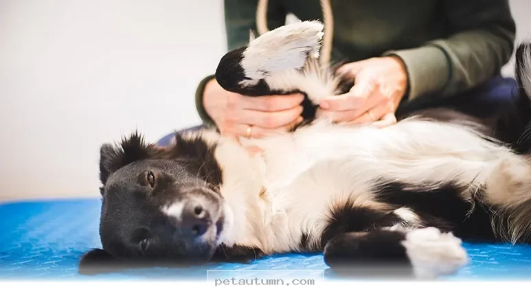 Top 5 Relief Methods for Your Pet’s Stiff Joints in 2026