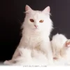 Top 7 Low Maintenance Pets for Your Cozy Home Lifestyle in 2026