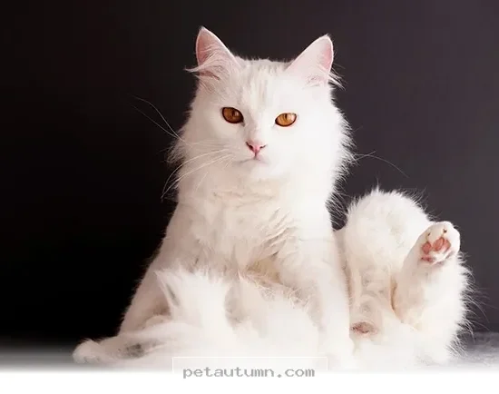 Top 7 Low Maintenance Pets for Your Cozy Home Lifestyle in 2026