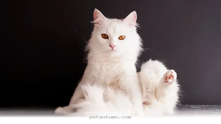 Top 7 Low Maintenance Pets for Your Cozy Home Lifestyle in 2026
