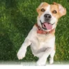 Top 7 Ways to Keep Your Dog Active and Happy in 2026 Sport Events