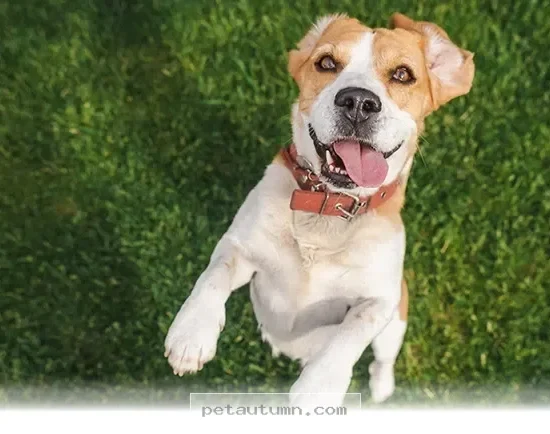 Top 7 Ways to Keep Your Dog Active and Happy in 2026 Sport Events
