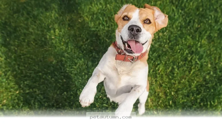 Top 7 Ways to Keep Your Dog Active and Happy in 2026 Sport Events