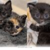 Two Rescued Kittens Find Forever Together in This Heartwarming 2026 Tale