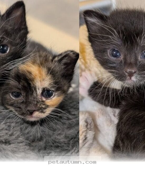 Two Rescued Kittens Find Forever Together in This Heartwarming 2026 Tale
