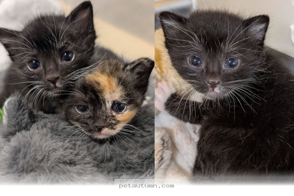 Two Rescued Kittens Find Forever Together in This Heartwarming 2026 Tale