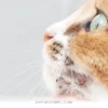 Understanding Your Pet’s Ear Mites and 5 Ways to Help Them in 2026