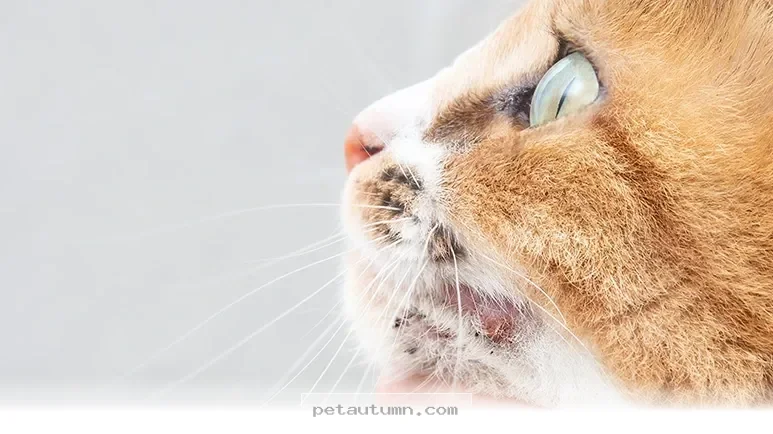 Understanding Your Pet’s Ear Mites and 5 Ways to Help Them in 2026