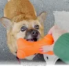 Unique Hobby Your Dog Will Absolutely Love to Explore in 2026