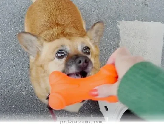 Unique Hobby Your Dog Will Absolutely Love to Explore in 2026