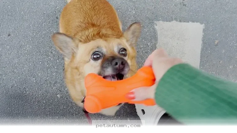 Unique Hobby Your Dog Will Absolutely Love to Explore in 2026