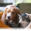 Vital Health Signs You Should Not Ignore for Your Pet in 2026