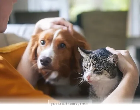 Vital Health Signs You Should Not Ignore for Your Pet in 2026