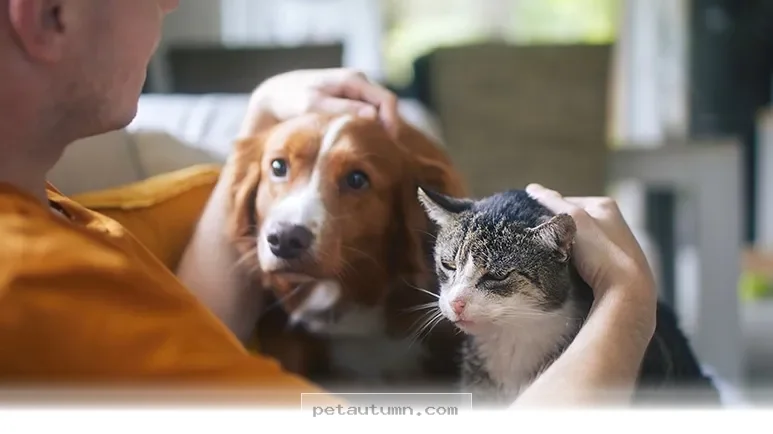 Vital Health Signs You Should Not Ignore for Your Pet in 2026