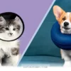 Ways to Choose the Perfect Recovery Collar for Your Pet in 2026