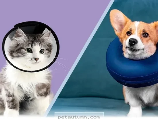 Ways to Choose the Perfect Recovery Collar for Your Pet in 2026