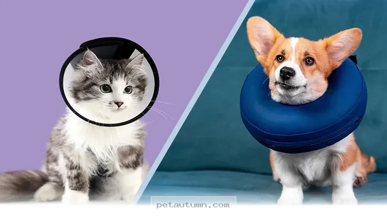 Ways to Choose the Perfect Recovery Collar for Your Pet in 2026