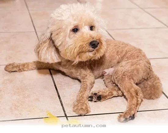 Ways to Understand Your Pet’s Yellow Vomit Concerns for 2026