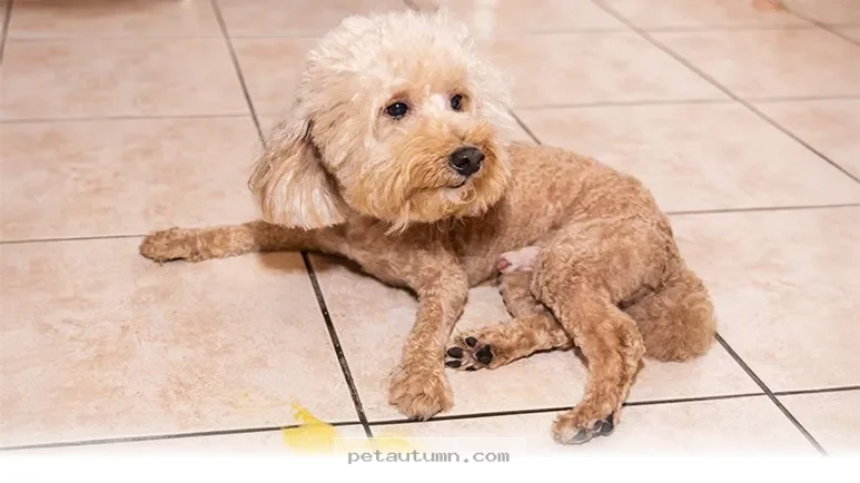 Ways to Understand Your Pet’s Yellow Vomit Concerns for 2026