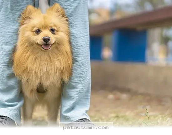 Ways Your Dog’s Posture Reveals Their Hidden Feelings in 2026
