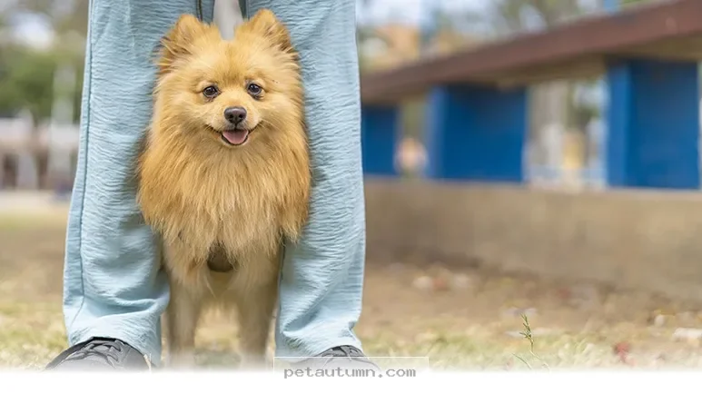 Ways Your Dog’s Posture Reveals Their Hidden Feelings in 2026
