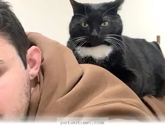 Ways Your Special Cat Makes Life Better for You in 2026