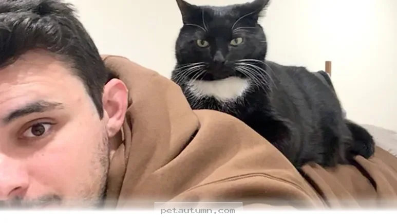 Ways Your Special Cat Makes Life Better for You in 2026