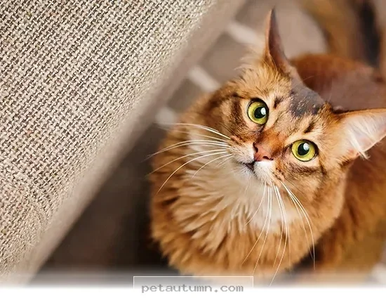 Why These 5 Playful Cat Breeds Are Like Tiny Comedians in 2026