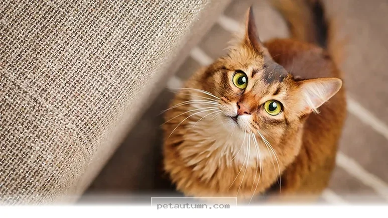 Why These 5 Playful Cat Breeds Are Like Tiny Comedians in 2026
