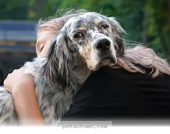 Better Ways to Care for Your Pets in 2026 for 10 Common Habits