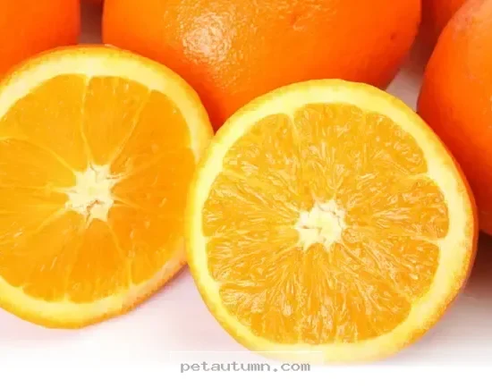 Can My Dog Eat Lemons 7 Essential Safety Tips for Pet Owners in 2026