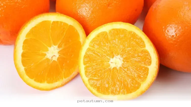 Can My Dog Eat Lemons 7 Essential Safety Tips for Pet Owners in 2026
