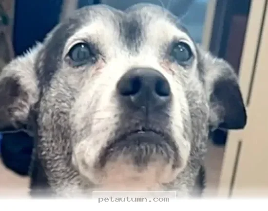 Discover 7 Reasons Why Your Dog Acts Like A Human Companion In 2026