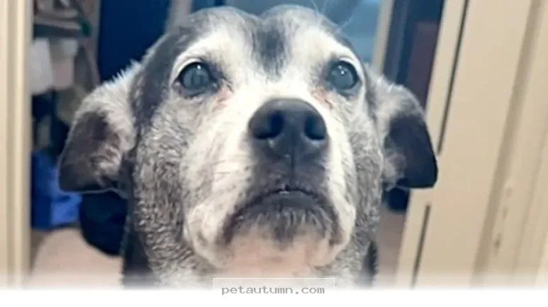 Discover 7 Reasons Why Your Dog Acts Like A Human Companion In 2026